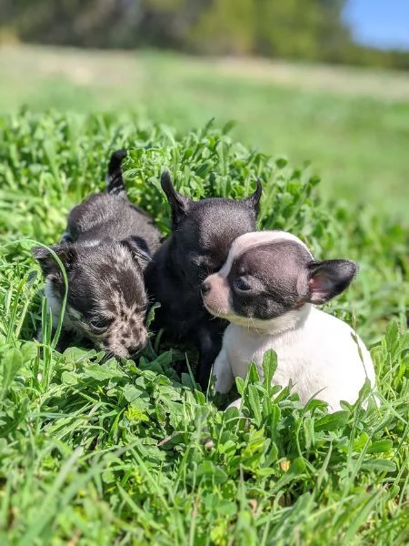 Cuccioli di Chihuahua maschi e femmine | Foto 0