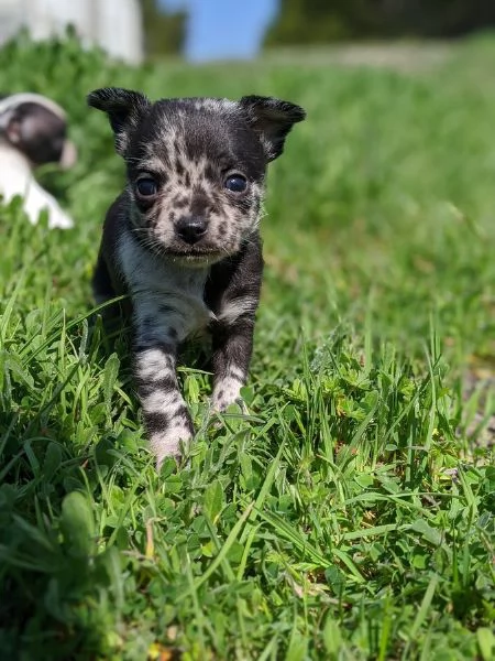 Cuccioli di Chihuahua maschi e femmine