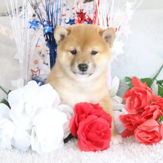 REGALO Cuccioli Shiba Inu cuccioli Shiba Inu maschio e femmina disponibile Tutti i documenti sono d