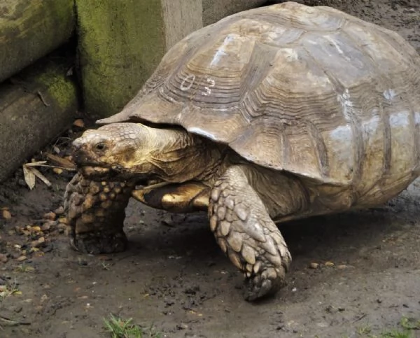 Tartaruga Sulcata in vendita