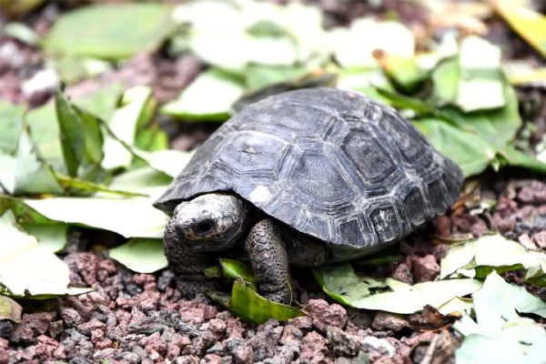 Tartaruga Sulcata in vendita | Foto 0