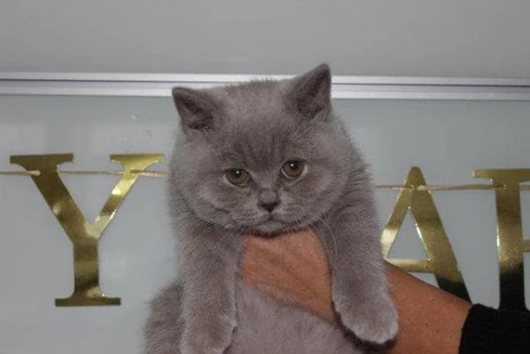 British Shorthair maschio e femmina