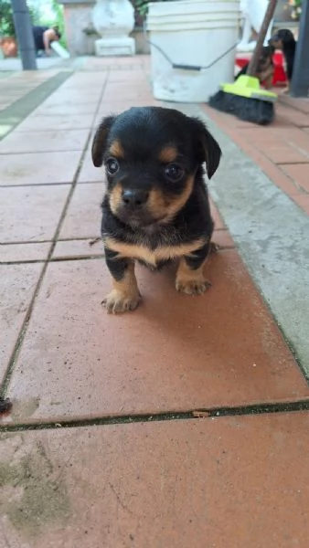 Vendita cuccioli di pinscher nano