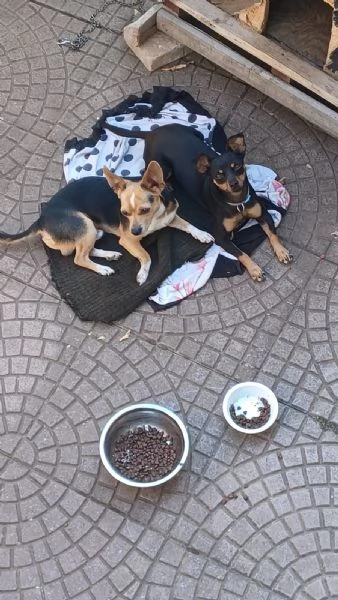 Vendita cuccioli di pinscher nano | Foto 4