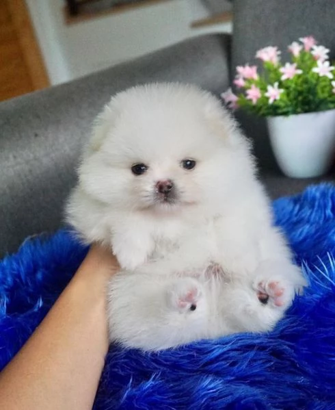 bellissimo cucciolo di Pomerania maschio | Foto 0