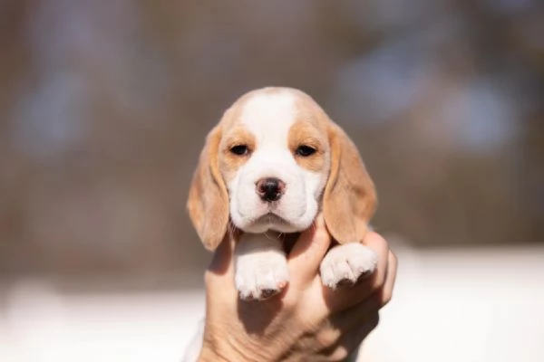 Cuccioli beagle maschi femmine