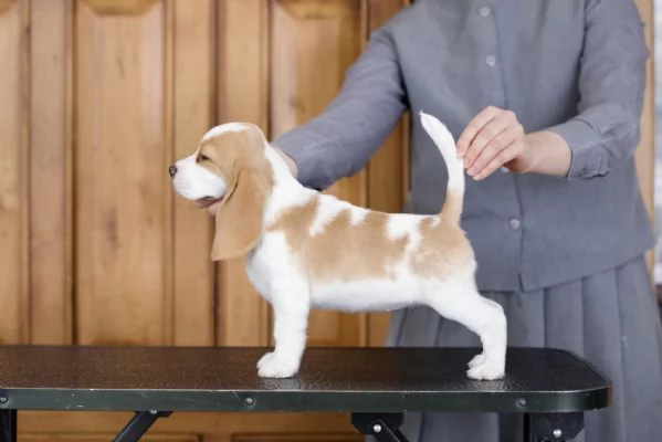 Dolci cuccioli di Beagle maschi e femmine