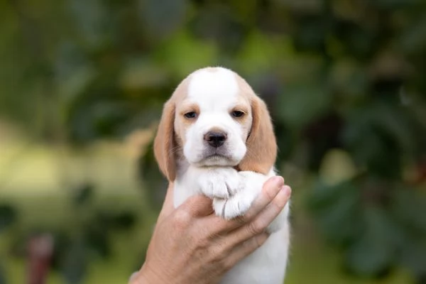 Dolci cuccioli di Beagle maschi e femmine | Foto 0