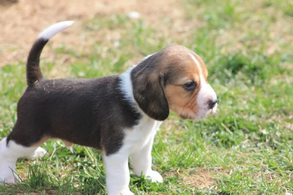 Due cuccioli di Beagle