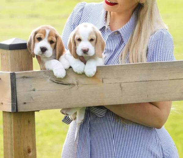 Due cuccioli di beagle