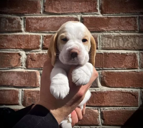 Cuccioli beagle maschi femmine | Foto 0