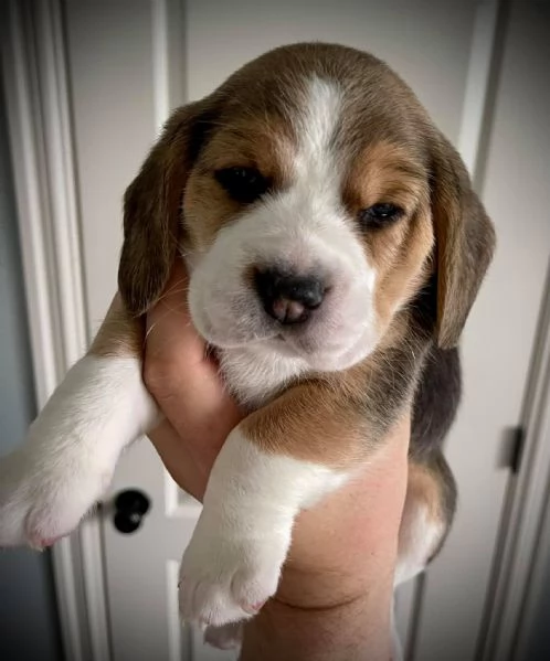 Cuccioli beagle maschi femmine