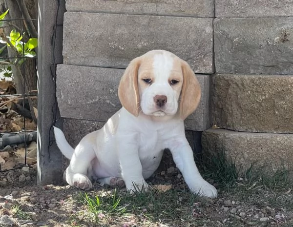 Dolci cuccioli di Beagle maschi e femmine | Foto 0