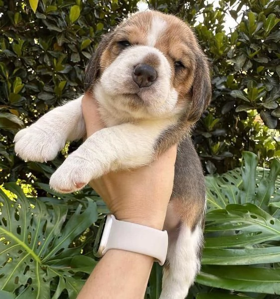 CUCCIOLI DI BEAGLE | Foto 0