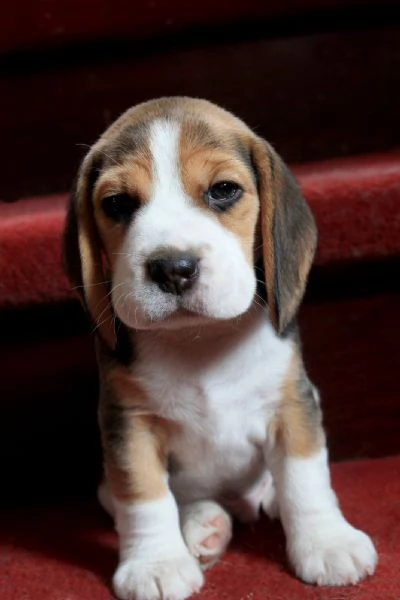 Beagle  Beagle maschi e femmine