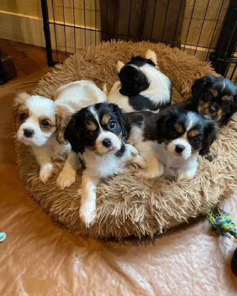 Cavalier King Charles in adozione