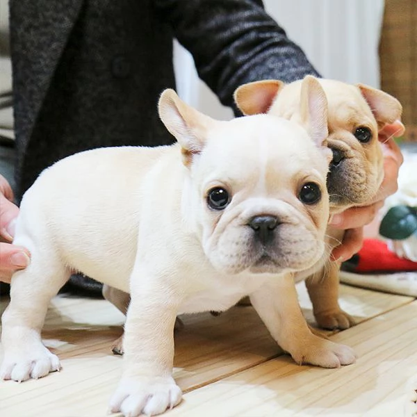 Rehomeing I nostri bellissimi bulldog francesi | Foto 0