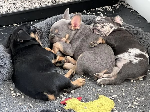 Rehome I nostri bellissimi cuccioli di bulldog francese