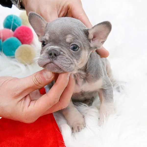 Rehome I nostri bellissimi cuccioli di bulldog francese