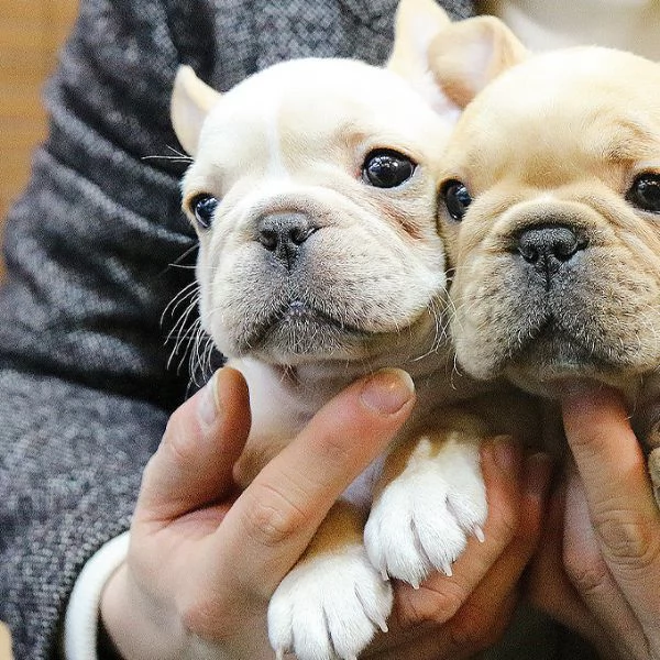 Rehome I nostri bellissimi cuccioli di bulldog francese | Foto 0