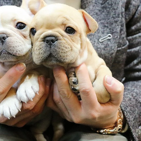 Rehome I nostri bellissimi cuccioli di bulldog francese | Foto 0