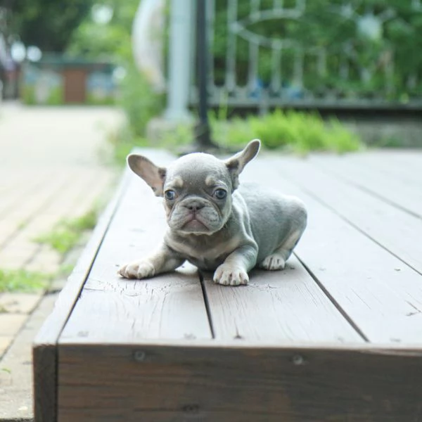 Rehome I nostri bellissimi cuccioli di bulldog francese