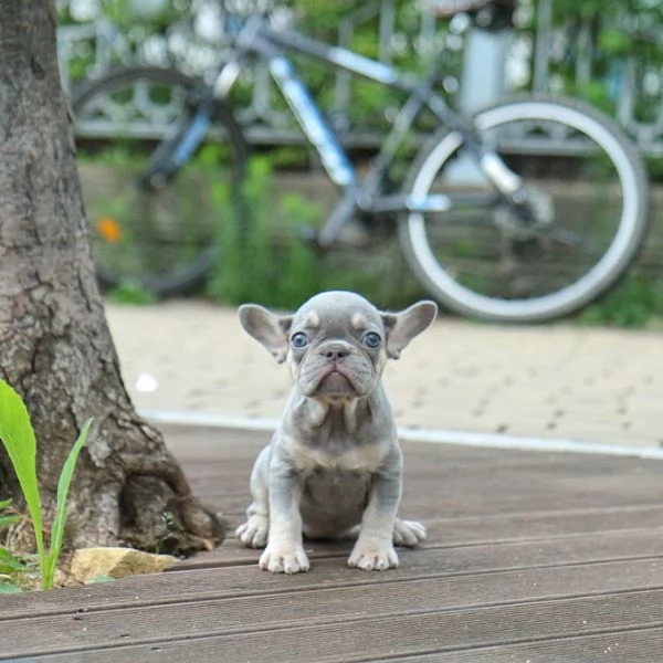 Rehome I nostri bellissimi cuccioli di bulldog francese