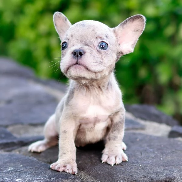 Rehome I nostri bellissimi cuccioli di bulldog francese