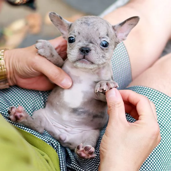 Rehome I nostri bellissimi cuccioli di bulldog francese | Foto 0