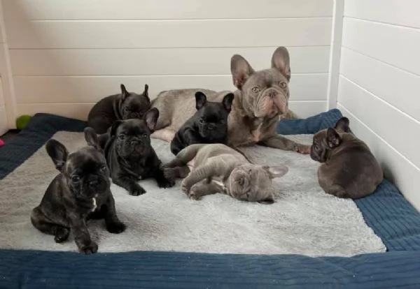 Rehome I nostri bellissimi cuccioli di bulldog francese