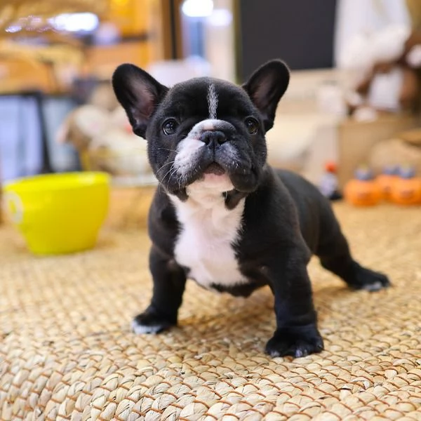 Cuccioli di Bulldog francese pronti per una nuova casa | Foto 0