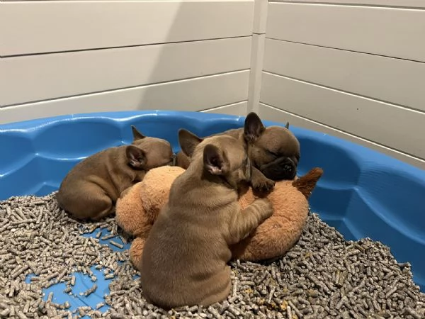 Cuccioli di Bulldog francese pronti per una nuova casa