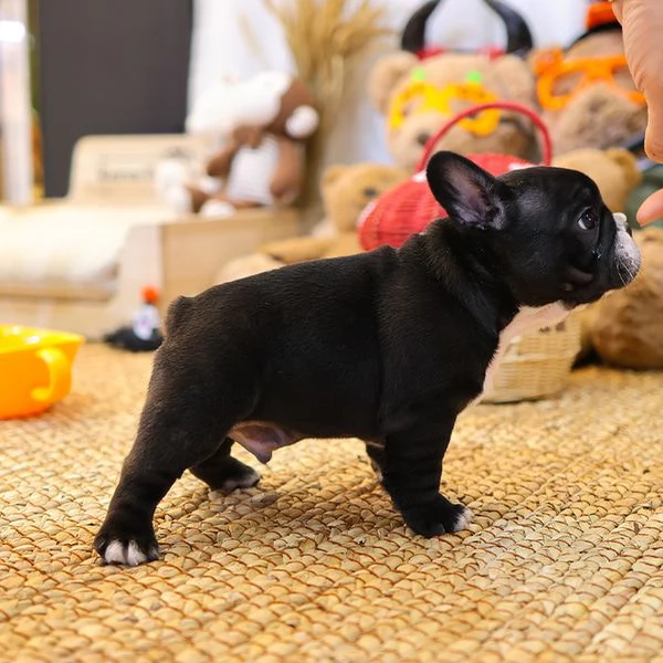 Cuccioli di Bulldog francese pronti per una nuova casa