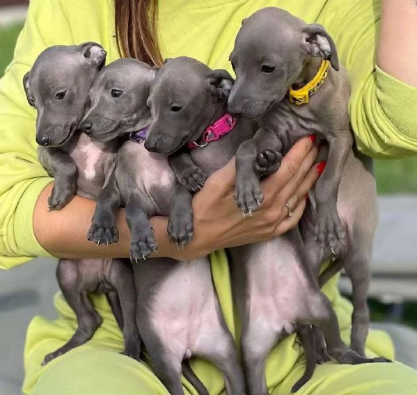 Sono nati alcuni bellissimi cuccioli di levriero italiano | Foto 0