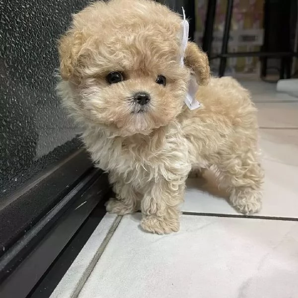 Sono nati dei bellissimi cuccioli di barboncino | Foto 0