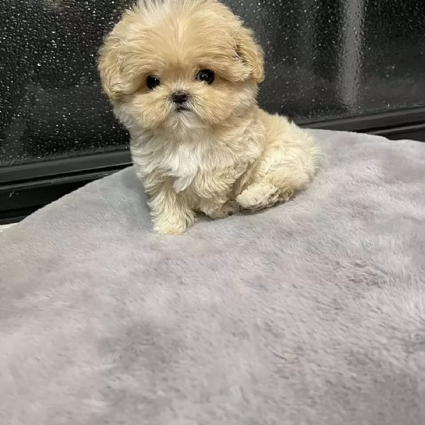 Sono nati dei bellissimi cuccioli di barboncino