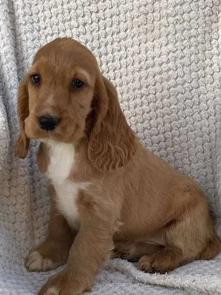 Sono nati dei bellissimi cocker spaniel