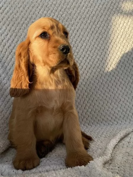 Sono nati dei bellissimi cocker spaniel | Foto 0