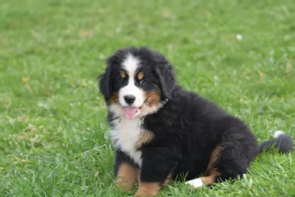 Sono nati dei bellissimi cuccioli di bernese