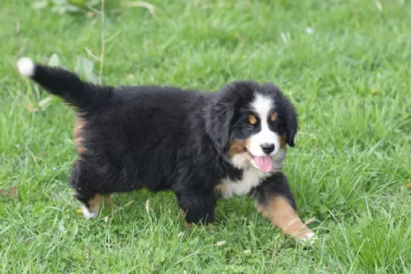 Sono nati dei bellissimi cuccioli di bernese