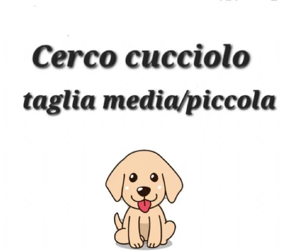 CERCO cucciolo taglia mediapiccola