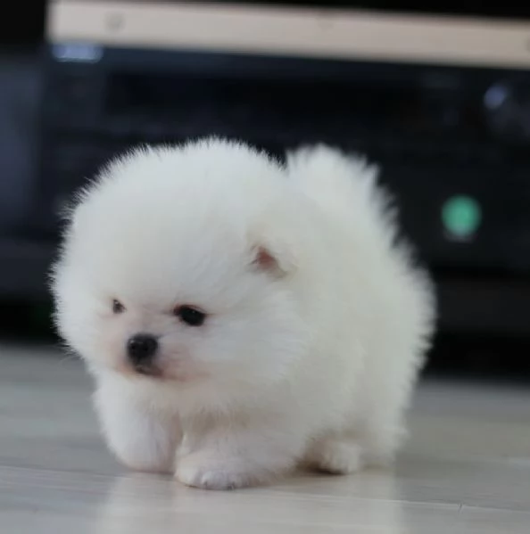 CUCCIOLI DI POMERANIA BIANCHI 