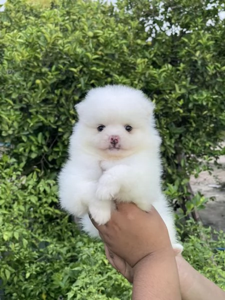 Dolci cuccioli di Spitz Pomerania disponibili