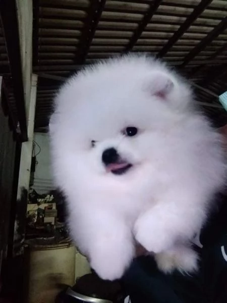 Cuccioli di Pomerania per ladozione