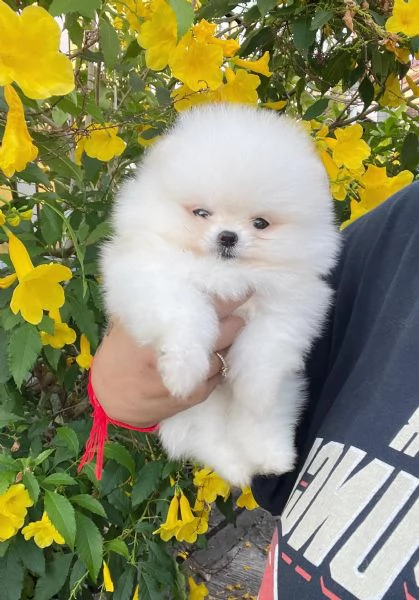 SPITZ DI POMERANIA NANOBIANCO | Foto 0