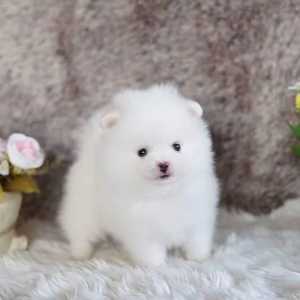 Cuccioli Spitz POMERANIA da genitori toy | Foto 0