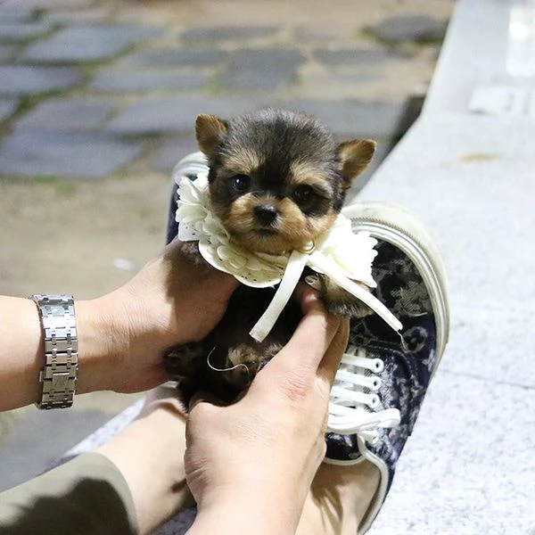 cucciolo di barboncino da reinserire  | Foto 0