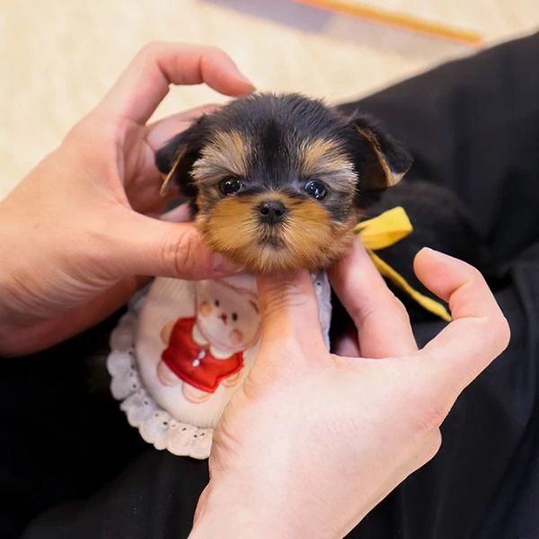 cucciolo di barboncino da reinserire  | Foto 0