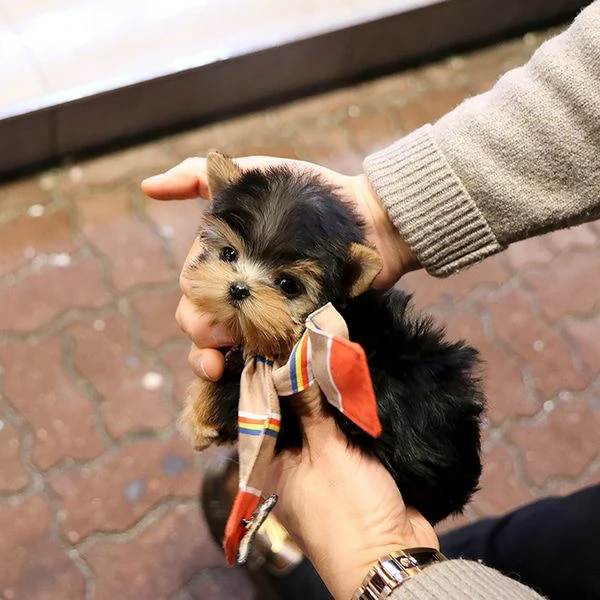 cucciolo di barboncino da reinserire  | Foto 0