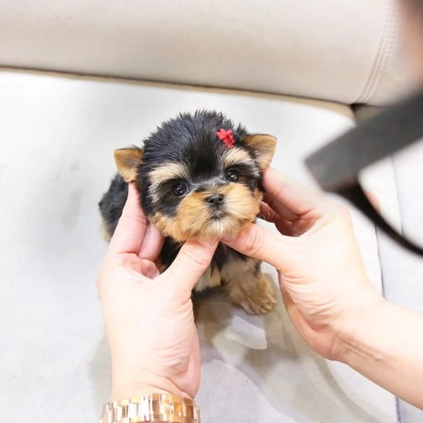 cucciolo di barboncino da reinserire 